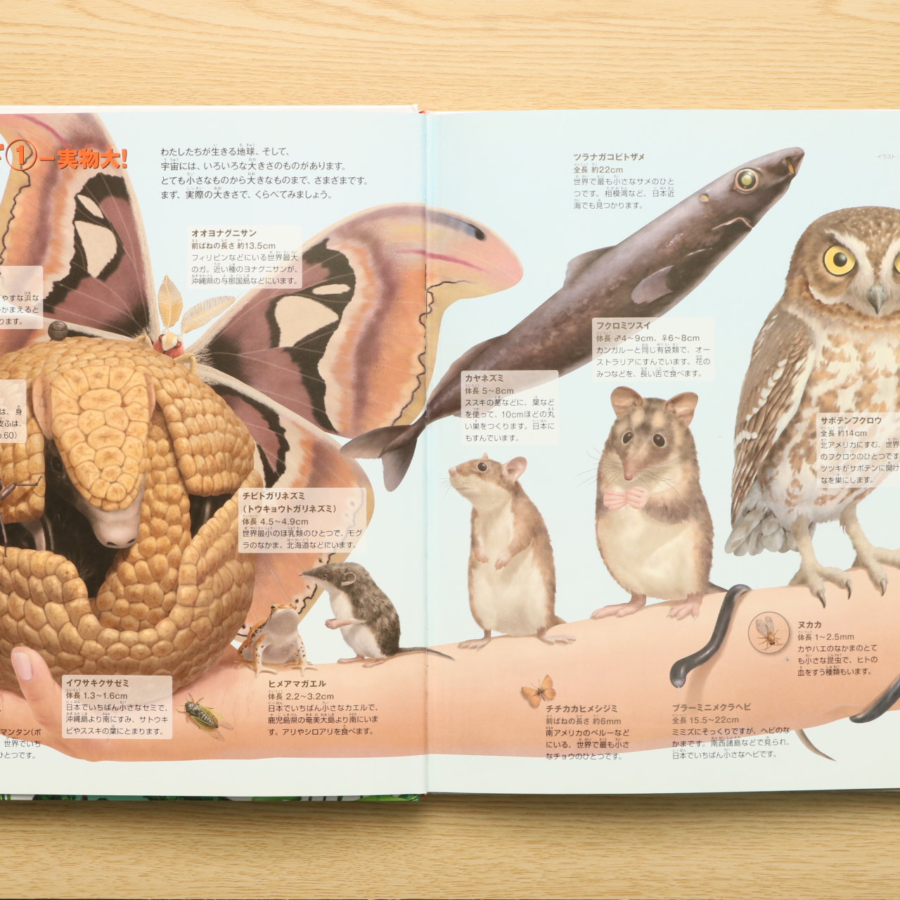 もっとくらべる図鑑 小学館の図鑑 Neo ぷらす 中古絵本の販売 えほんポケット